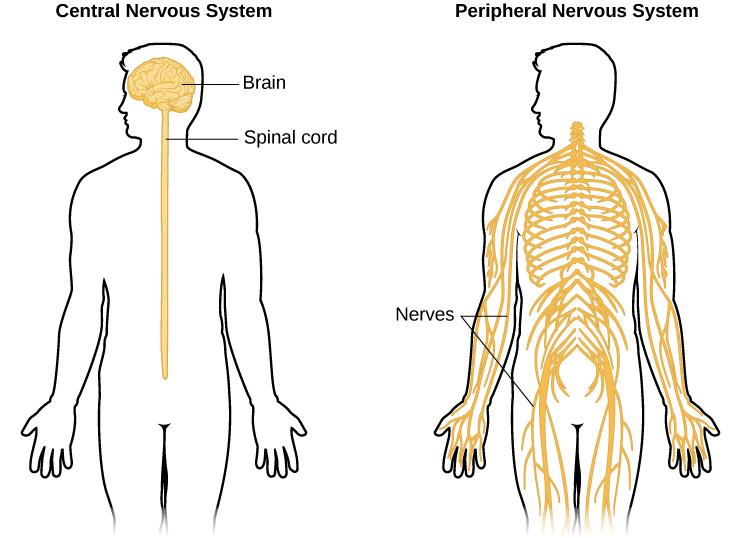 a simple diagram of the central and peripheral nervous system